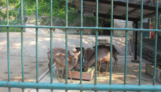 福岡市動植物園は赤ちゃんや子連れでも楽しめる？ベビーカーの貸し出しや料金、ランチ情報を公開！